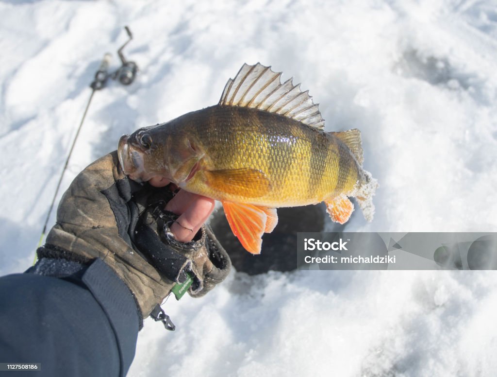 Largemouth Bass On Ice Stock Photo - Download Image Now - Ice