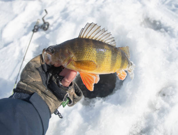 largemouth бас на льду - ice fishing стоковые фото и изображения