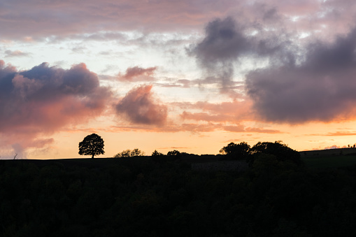 Silueta de un árbol solitario en un prado bajo un cielo al atardecer en una colina photo