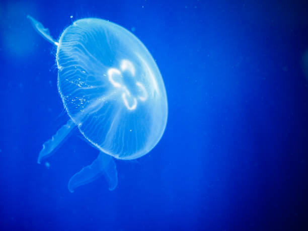 aurelia moon jelly - moon jellyfish jellyfish sea sea life imagens e fotografias de stock