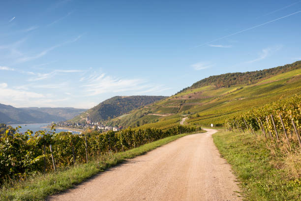 Vineyards between Lorch and Assmannshausen at Rheingau , Hesse, Germany .