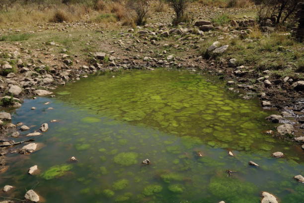 istock Spring at Tswalu with the mountain in the reflection. 1127511838