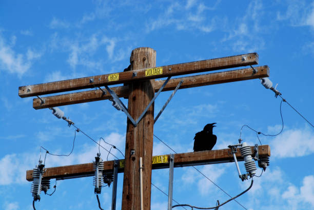 Crow sitting on a Power Pole close up of telephone pole with crow sitting on it utility pole with power lines close up stock pictures, royalty-free photos & images