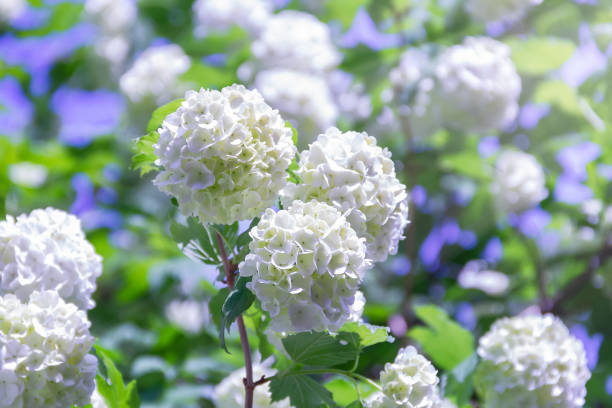 Blooming beautiful white flowers in the summer garden. Viburnum flowering bush on a bright sunny day Blooming beautiful white flowers in the summer garden. Viburnum flowering bush on a bright sunny day. viburnum stock pictures, royalty-free photos & images