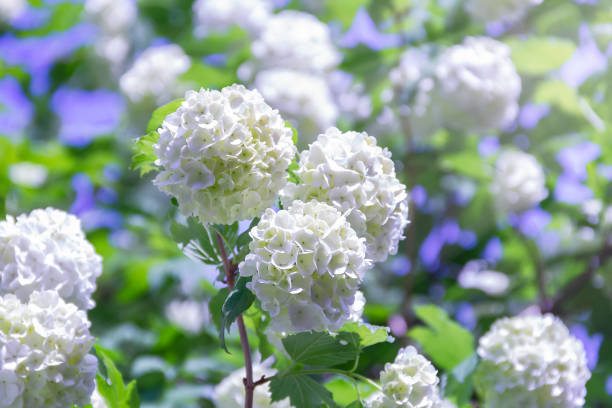 florescendo flores brancas bonitas no jardim de verão. arbusto de florescência viburno em um dia ensolarado - viburnum - fotografias e filmes do acervo