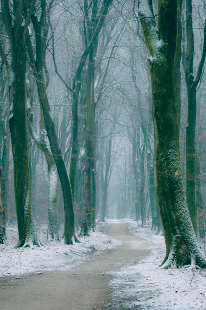 istock Path through a misty forest during a foggy winter day 1127513451