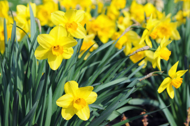 istock yellow daffodil flower bed in springtime. fresh green. 1127513567