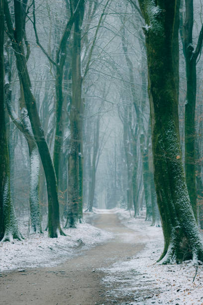 istock Path through a misty forest during a foggy winter day 1127513868