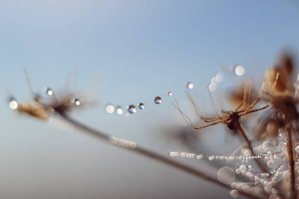 istock Close-up of abstract drops on a dry plant on a web with variable focus and blurred background in the rays of the rising sun 1127513877