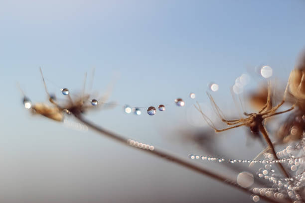 istock Close-up of abstract drops on a dry plant on a web with variable focus and blurred background in the rays of the rising sun 1127513906
