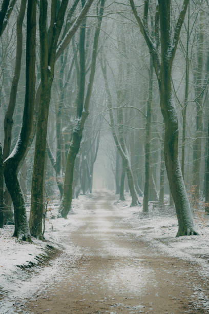 istock Path through a misty forest during a foggy winter day 1127513930