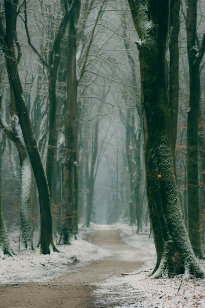 istock Path through a misty forest during a foggy winter day 1127514054