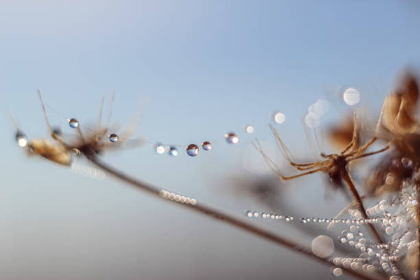 istock Close-up of abstract drops on a dry plant on a web with variable focus and blurred background in the rays of the rising sun 1127514085
