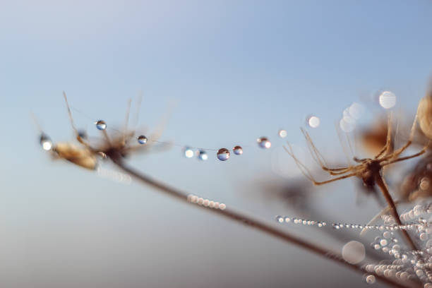 istock Close-up of abstract drops on a dry plant on a web with variable focus and blurred background in the rays of the rising sun 1127514086
