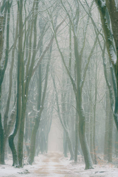 istock Beech trees with dramatic shapes in a misty and snowy forest during a cold snowy winter day 1127515286