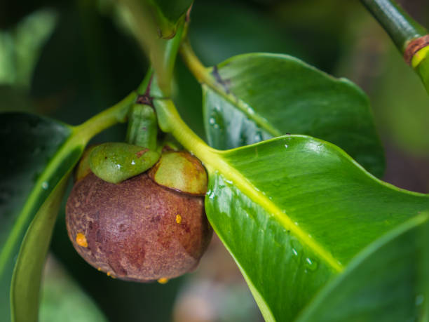 Mangosteen on tree stock photo