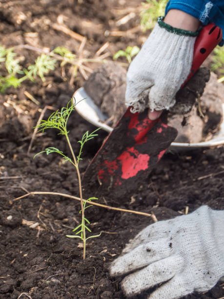 istock Grow young seedling of cosmos 1127516721