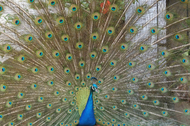 istock Close up of a peacock 1127517674