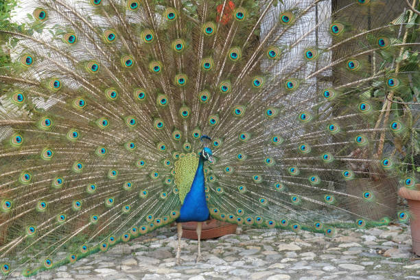 istock Close up of a peacock 1127517799
