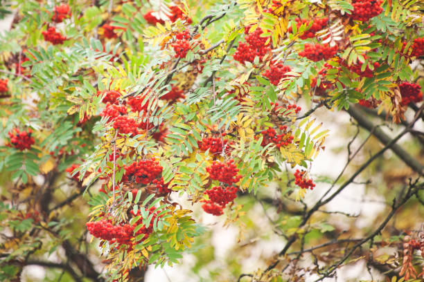 istock Autumn nature. Rowan Berry Branches. 1127517886