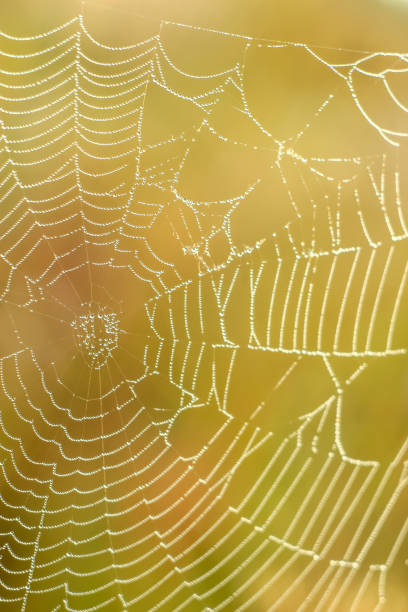 istock Close-up of abstract drops on a dry plant on a web with variable focus and blurred background in the rays of the rising sun 1127519175