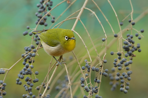 Many Japanese white-eyes and other birds flock to the branches of Ligustrum obtusifolium in winter to eat black berries. Native to Japan, Korea and China, Ligustrum obtusifolium (commonly called border privet) is a perennial, deciduous shrub, which grows to 3 meters in height and has many stemmed branches. White flowers appear in June and fruits appear in September and persist into winter.