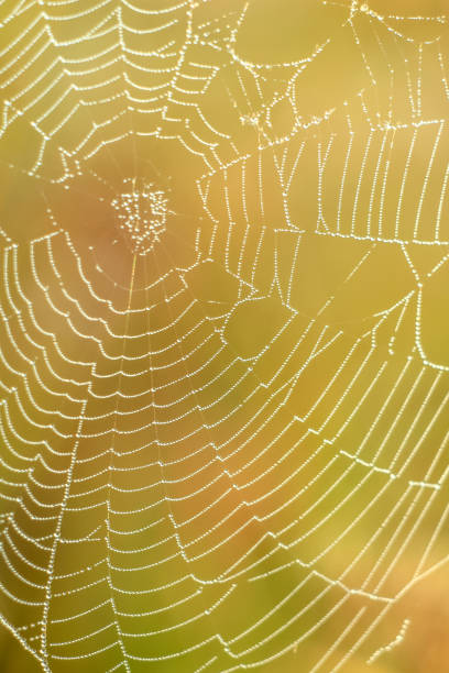istock Close-up of abstract drops on a dry plant on a web with variable focus and blurred background in the rays of the rising sun 1127519356