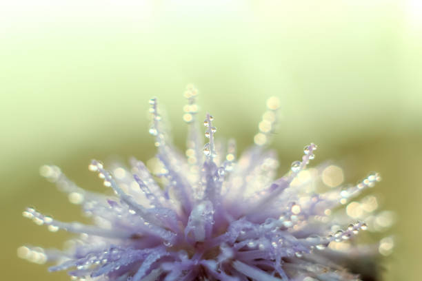 istock Close-up of abstract drops on a dry flower with variable focus and blurred background in the rays of the rising sun 1127519357