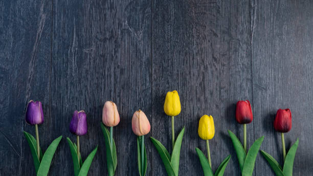istock Tulip on Wooden Background 1127519559