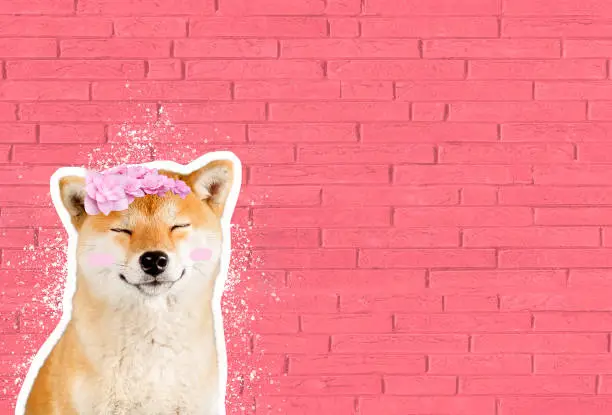 Photo of Happy smiling shiba inu dog in front of pink brick wall, funny cartoon zine style
