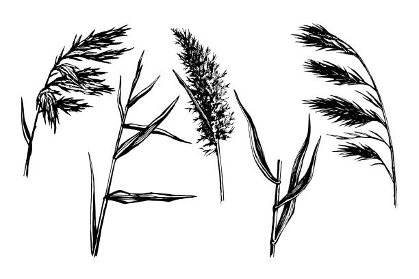 Reed Hand drawn sketch Reed Hand drawn sketch vector  set.  Water plant illustration. Reeds in a pond, doodle style. marsh illustrations stock illustrations