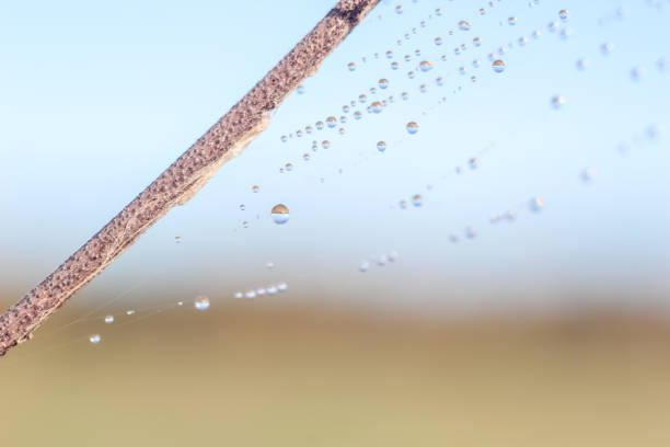 istock Close-up of abstract drops on a dry plant on a web with variable focus and blurred background in the rays of the rising sun 1127520747