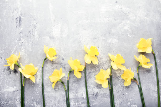istock Yellow narcissus flowers on gray wooden table 1127522734