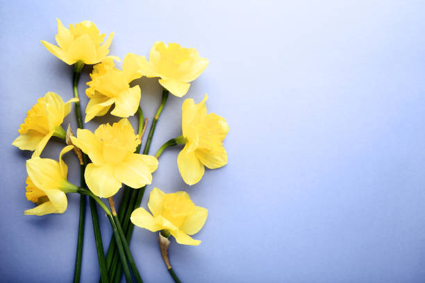 istock Yellow narcissus flowers on purple background 1127522839