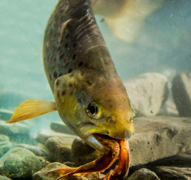 Fish dinner Brown trout eating frog underwater. trout lake stock pictures, royalty-free photos & images