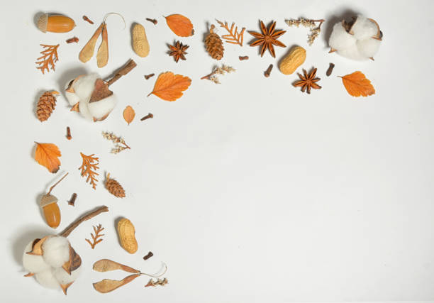 istock Autumn frame with cotton buds on white paper 1127523220