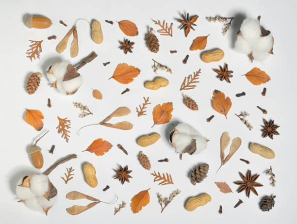 istock Autumn Concept with Cotton Buds on white paper 1127523228