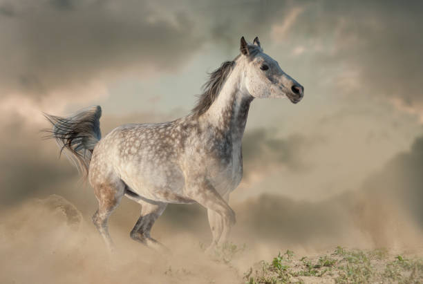 istock Beautiful arabian horse in the dust 1127523264