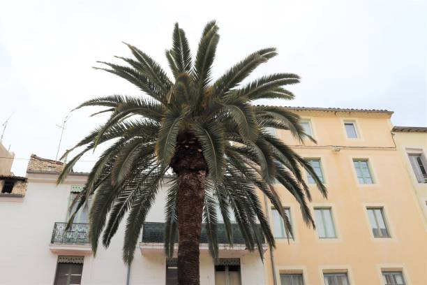 istock PALM TREE WITH NIMES - GARD - LANGUEDOC - OCCITANIE 1127523457