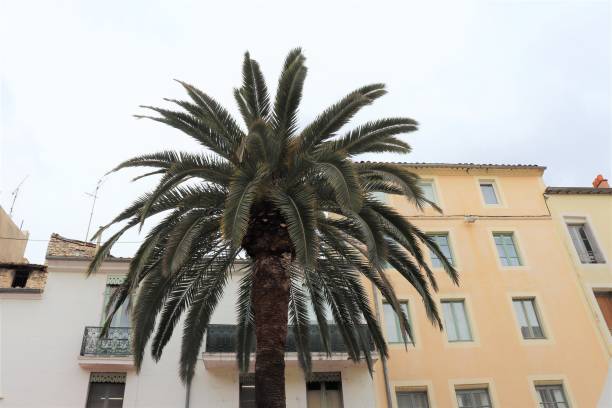 istock PALM TREE WITH NIMES - GARD - LANGUEDOC - OCCITANIE 1127523462