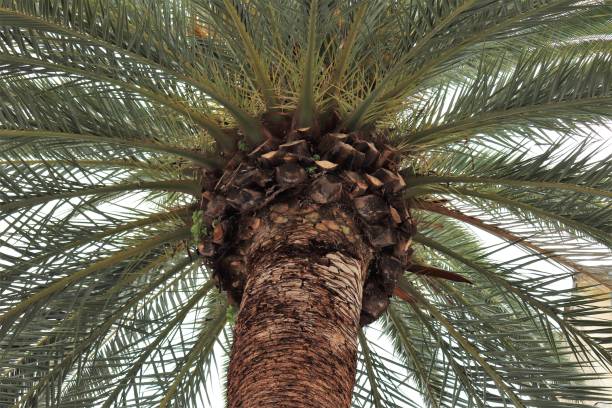istock PALM TREE WITH NIMES - GARD - LANGUEDOC - OCCITANIE 1127523467