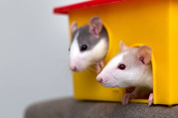 istock Two funny white and gray tame curious mouses hamsters with shiny eyes looking from bright yellow cage window. Keeping pet friends at home, care and love to animals concept. 1127524603
