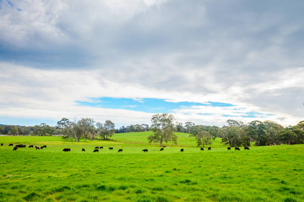 istock Grazing cows on a daily farm 1127524675