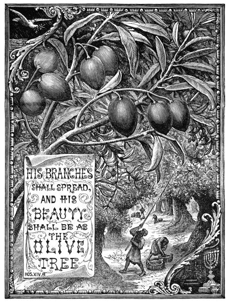 A quotation from the Book of Hosea in the Old Testament of the Bible, “His branches shall spread and his beauty shall be as the olive tree” with an illustration of men harvesting olives. From “The Juvenile Instructor: Vol XLII-Vol XII New Series” published by JC Watts in London, 1891.