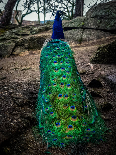 공작 - close up peacock animal head bird 뉴스 사진 이미지
