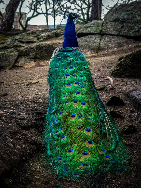 павлин - close up peacock animal head bird стоковые фото и изображения