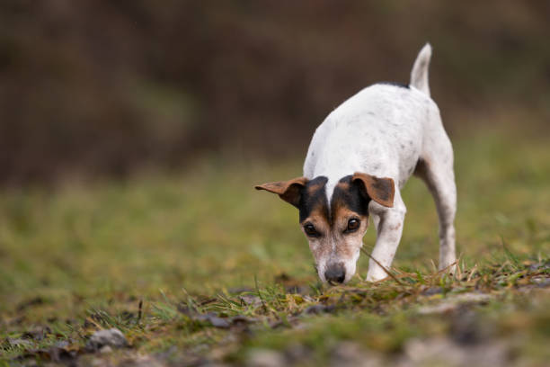 istock Jack Russell Terrier dog in the forest 1127528876