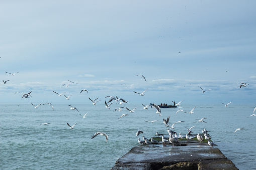 Birds flying over stormy autumn sea waves and washed in pier and lighhouse