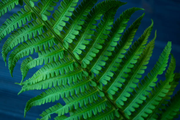 istock Green fern on blue background. 1127532179