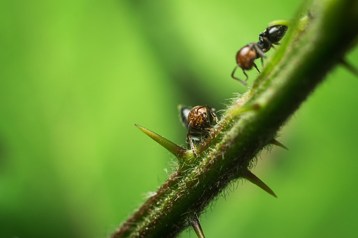 Red-headed ants walk along a plant with a green background in the wild